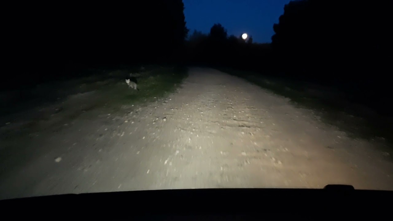 В лес за жёлудью для урока технологии. Лес ночью. Очень красиво. Луна. Испуганный котёнок. Красота