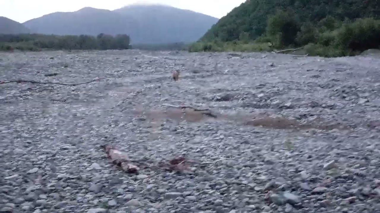 Лиса на реке Уссури