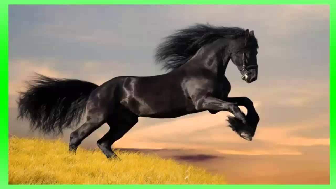 efeito sonoro de relincho de cavalo - sound effect horse whinny - 効果音の馬の馬のいななき