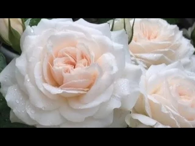 Роза Чандос Бьюти краткий обзор