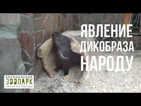 дикобраз