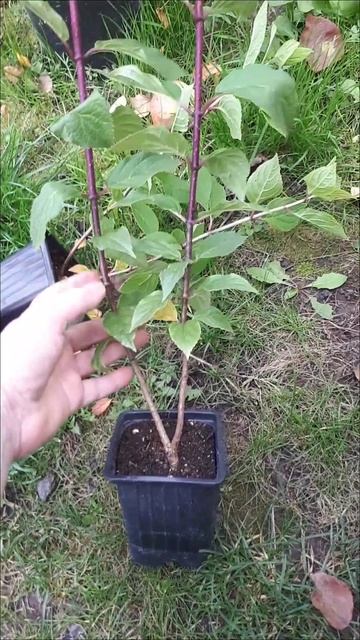 Посылка с метельчатыми гортензиями. Мои новинки.