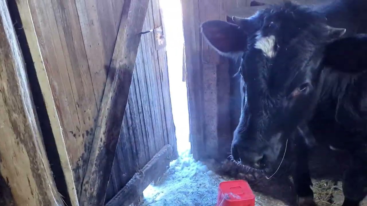 🐓🌄 Звуки деревни, животные и один неловкий момент с теленком
