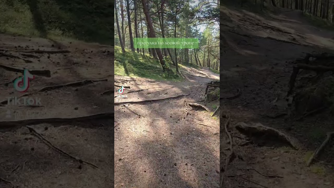 Прогулка по лесной тропе тропа лес Прогулка Латвия лето
