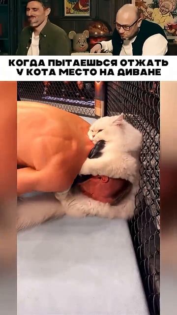 Борьба с котом за место на диване 