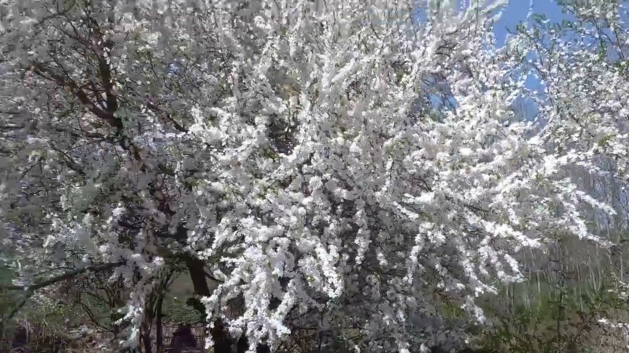 Гул пчел