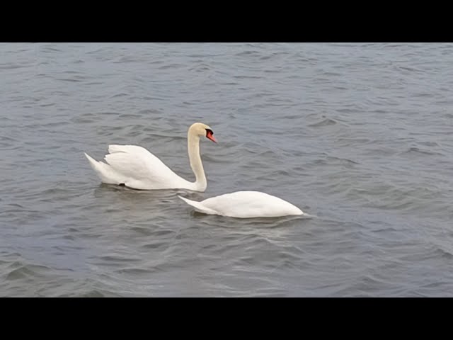 Two swans  diving close-up  Два лебедя  ныряют крупным планом  swans swan swanfamily