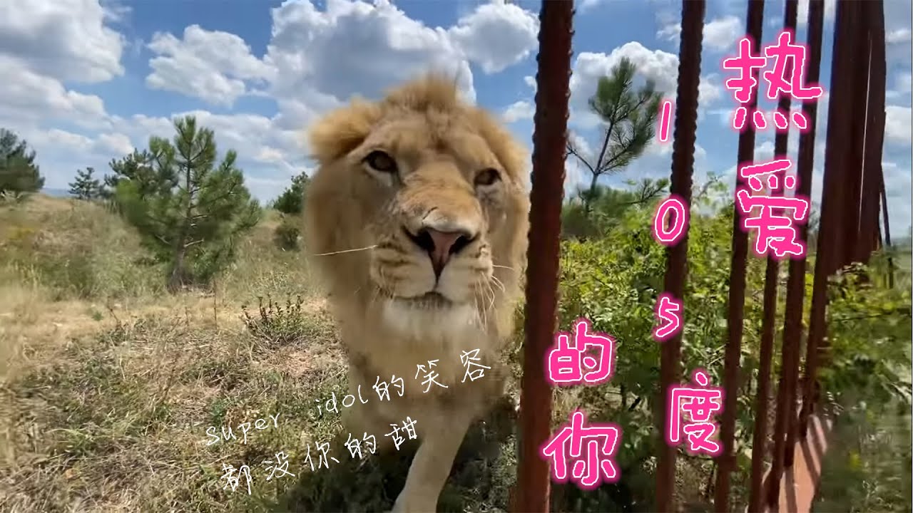 Самый милый лев султанТАЙГАНThe Cutest Lion Sultan