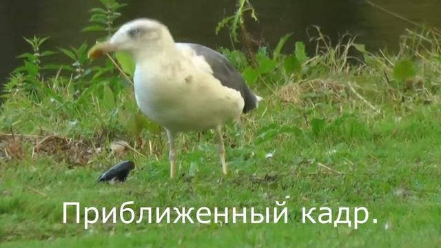 Приближение и отдаление кадра видео.