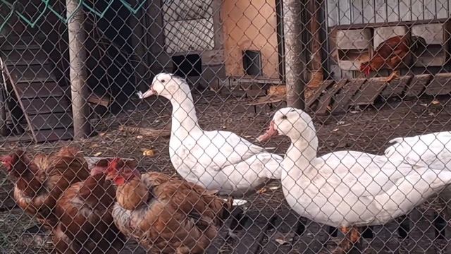 НАШЛИ КЛАД, УТОЧКА НА Д.Р