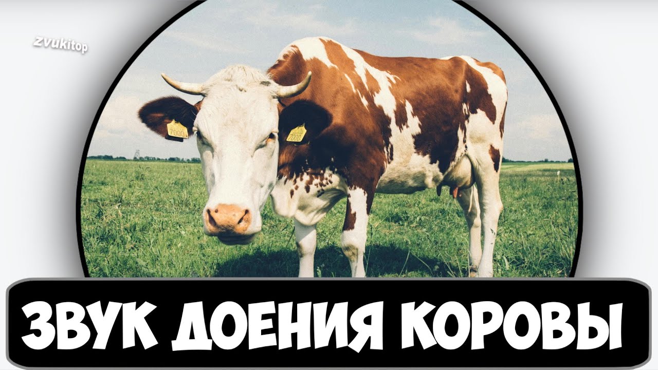 Звук доения коровы в ведро и парного молока