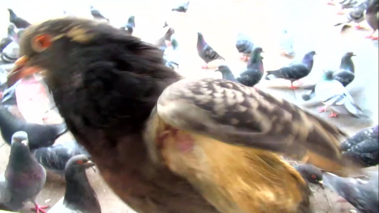Черно-желтый голубь всегда при деле Black-Yellow Pigeon keep control