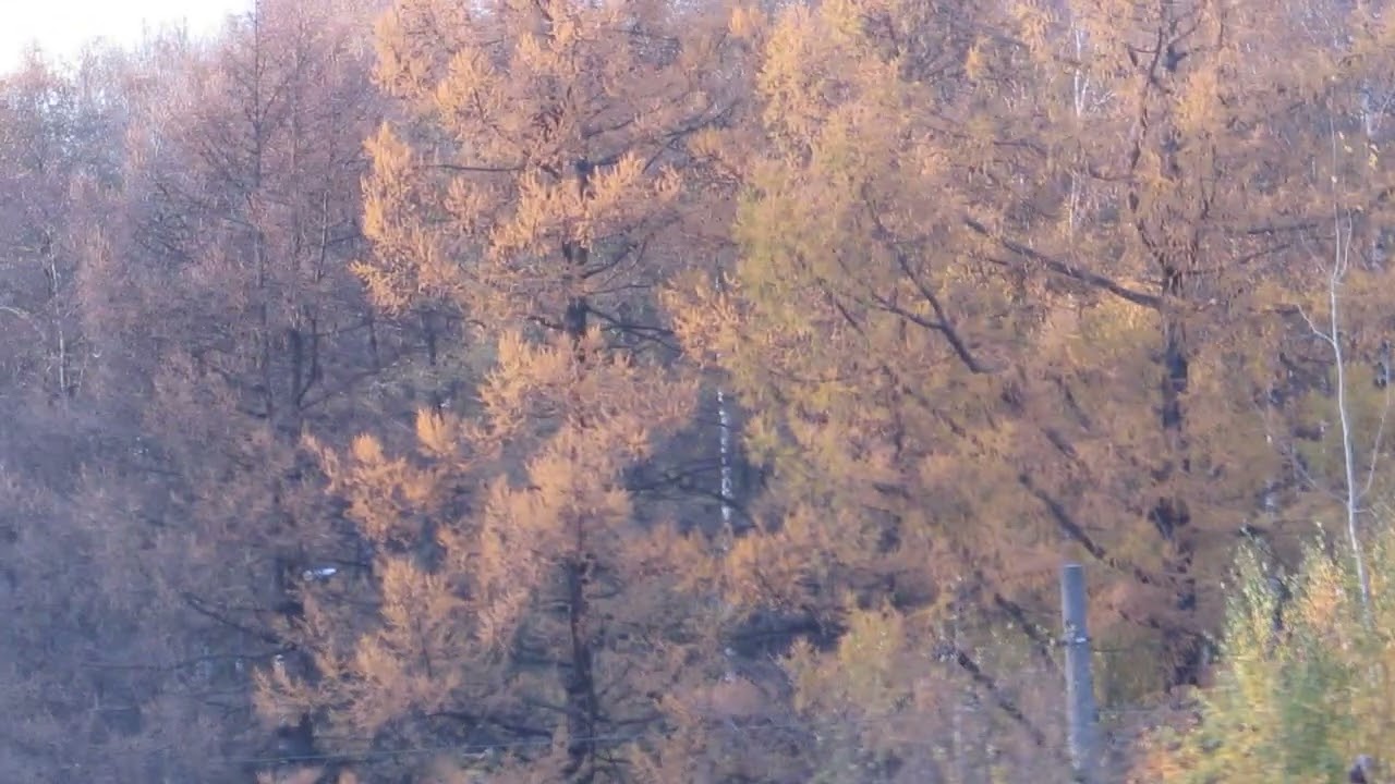 ЛЕСНАЯ ДОРОГА В КРАСИВОМ ОСЕННЕМ ЛЕСУ