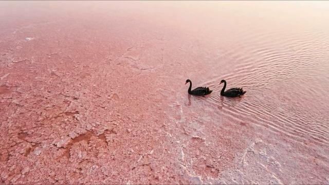 Black Swans on a Pink Salt Lake  Orchestral Music Cinematic розовоеозеро лебеди nature ai