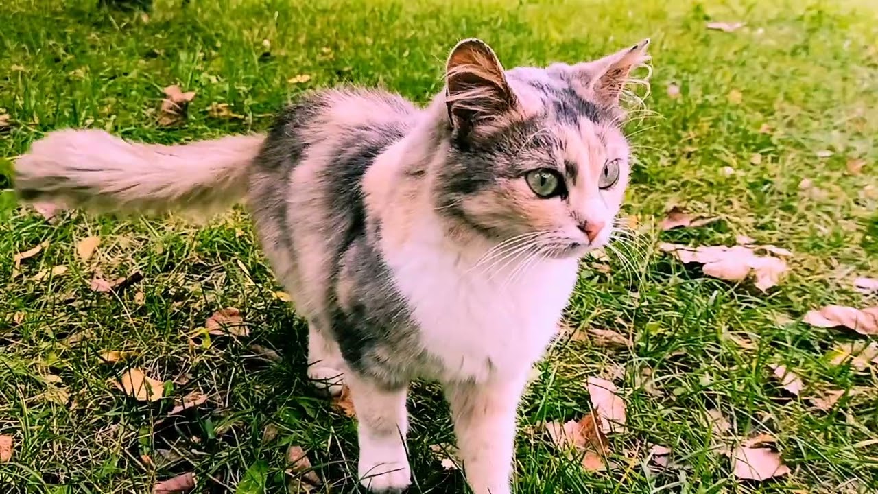 Просто красивый котик
