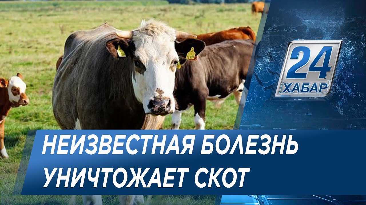 Неизвестная болезнь продолжает уничтожать скот в ВКО