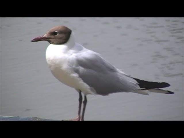 Футаж. Озерная чайка  Fotage. Black-headed gull  Chroicocephalus ridibundus