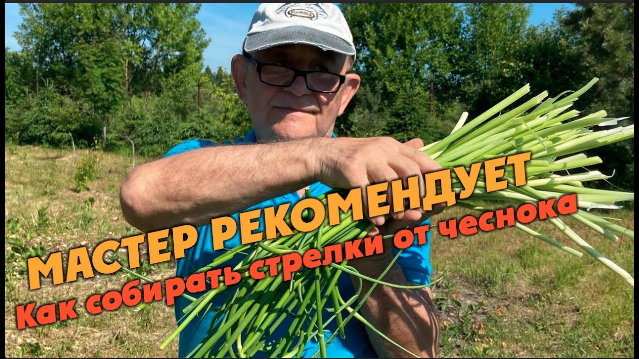 МАСТЕР РЕКОМЕНДУЕТ: Как собирать стрелки от чеснока!