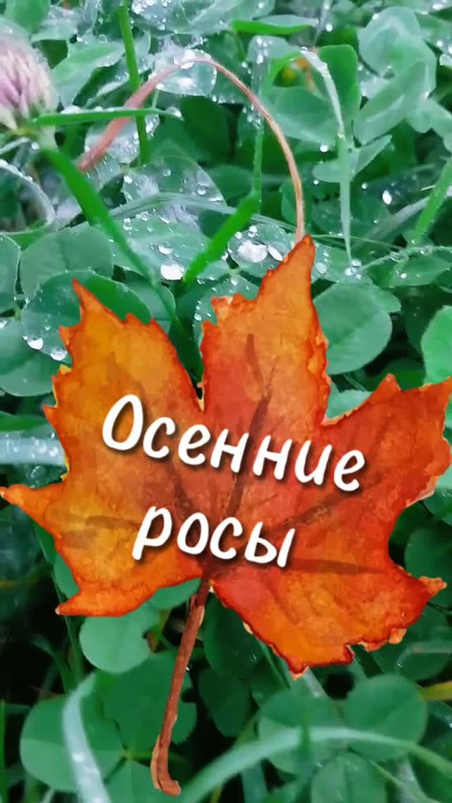Осенние росы