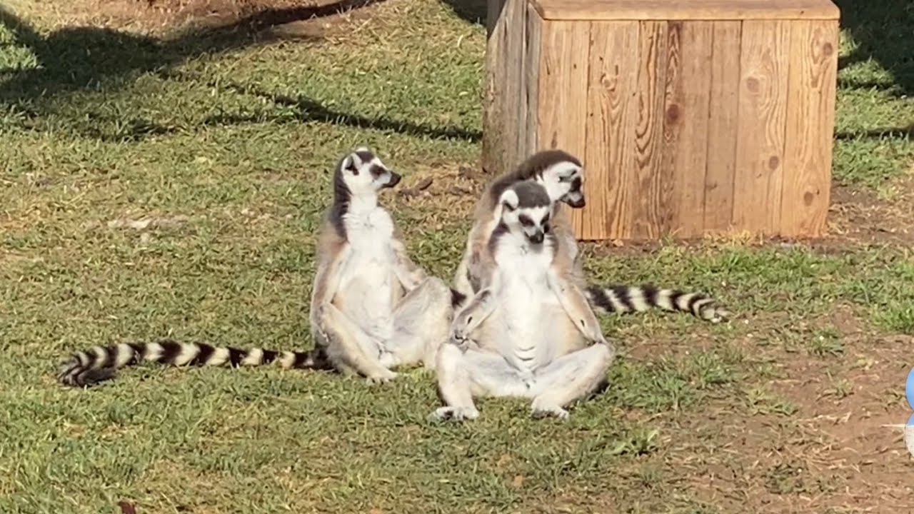 Забавные Лемуры Загорают! Смешные Лемуры! Funny Lemurs Sunbathing! Shorts
