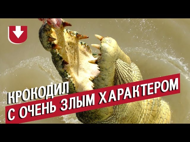 Крадет газонокосилку и отмечает 53-летие коровьей тушей. Жизнь самого злого крокодила Австралии