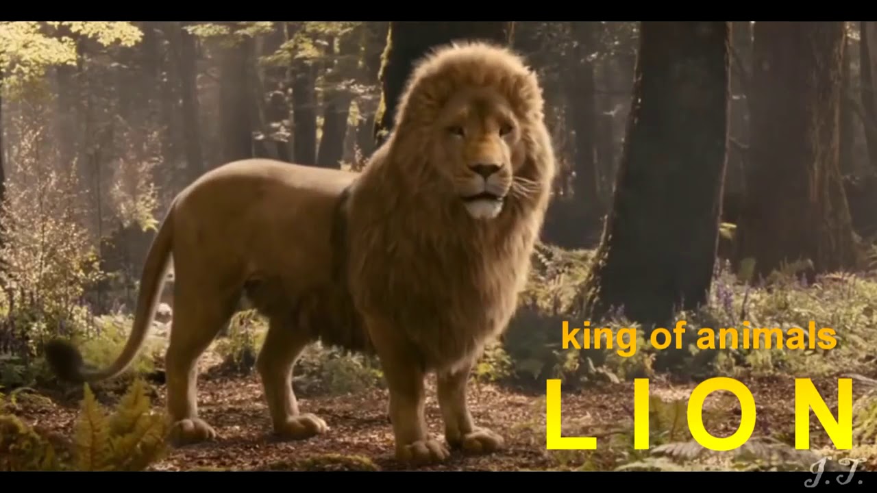 lion is majestic.