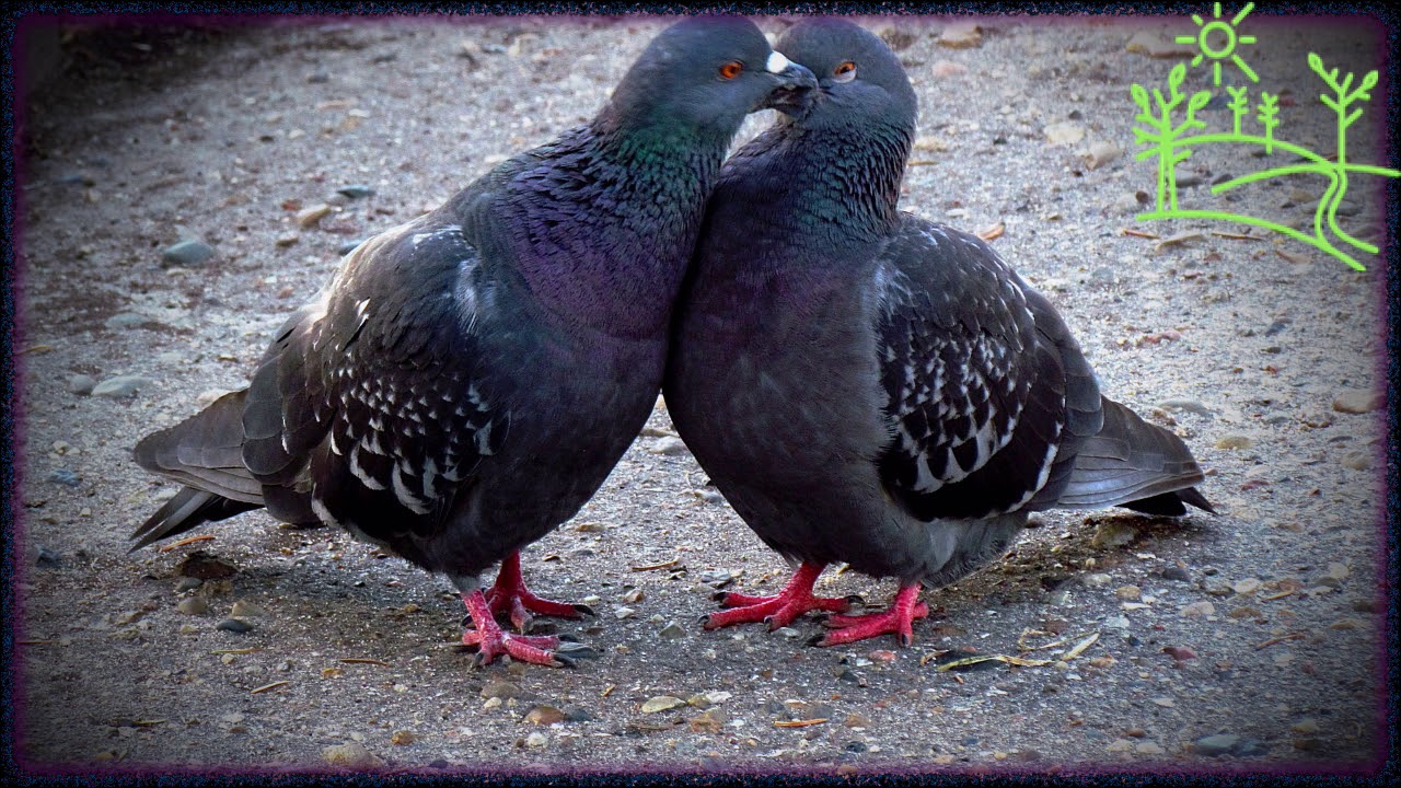 Голоса птиц Как поёт Сизый голубь (Columba Livia)