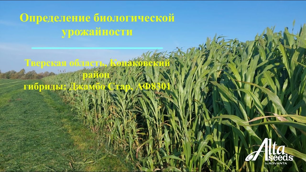 Биологическая урожайность гибридов Джамбо Стар и АФ8301