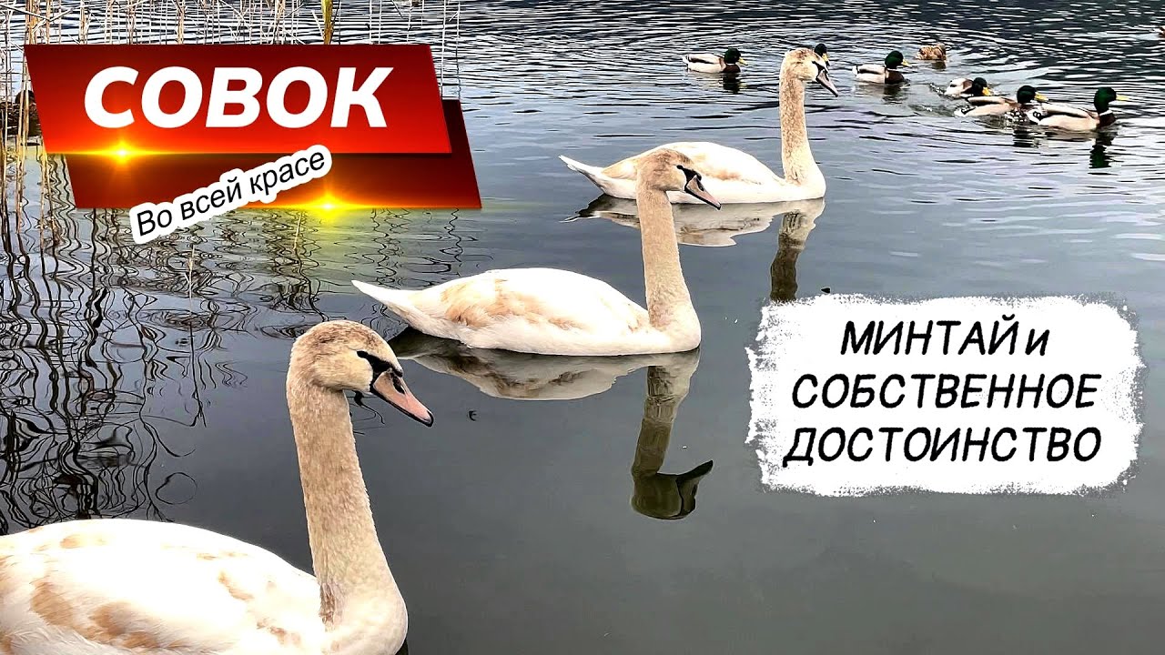 Совковый менталитет. Часть 2 покупка минтая.
