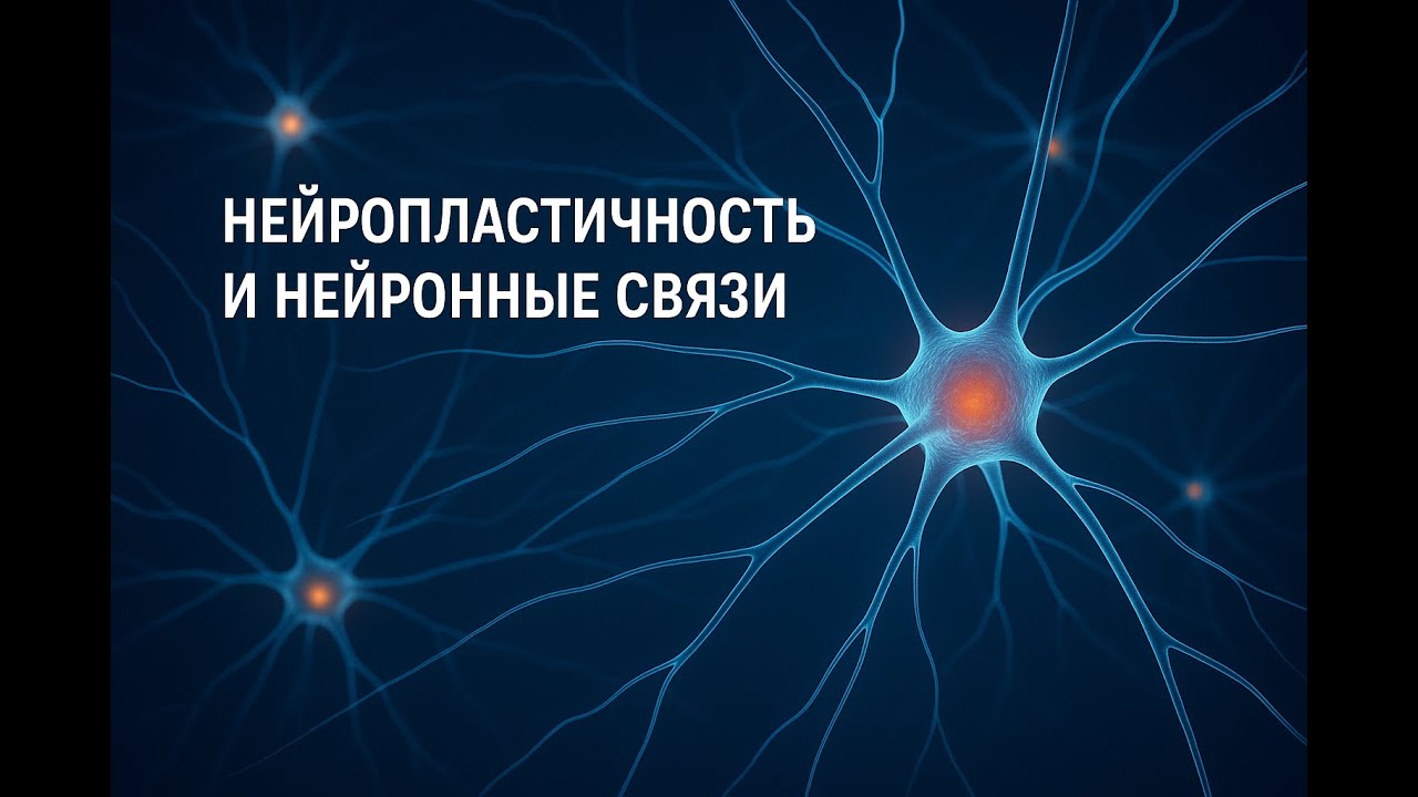 Нейронные связи — это фундамент вашего мышления, восприятия и развития.