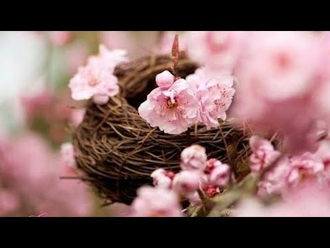 Весна.Май 2020г. Цветы, чайки, утки.