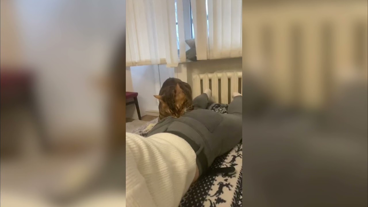 КОТИК ЦАПНУЛ ДЕВУШКУ ЗА ПОПУ