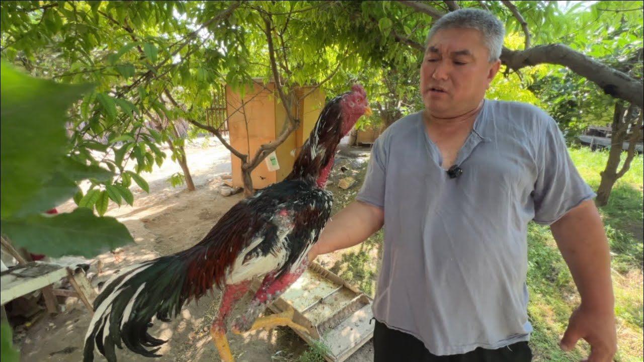 ДАКАН ИШКИБОЗЛАРИ УЧУН МАХСУС ВИДЕО БУНАКАСИ БУЛМАНАН НАМАНГАНЛИК ЕСКИ ПАРВОЗ ЕСКИ ЗОТЛАР