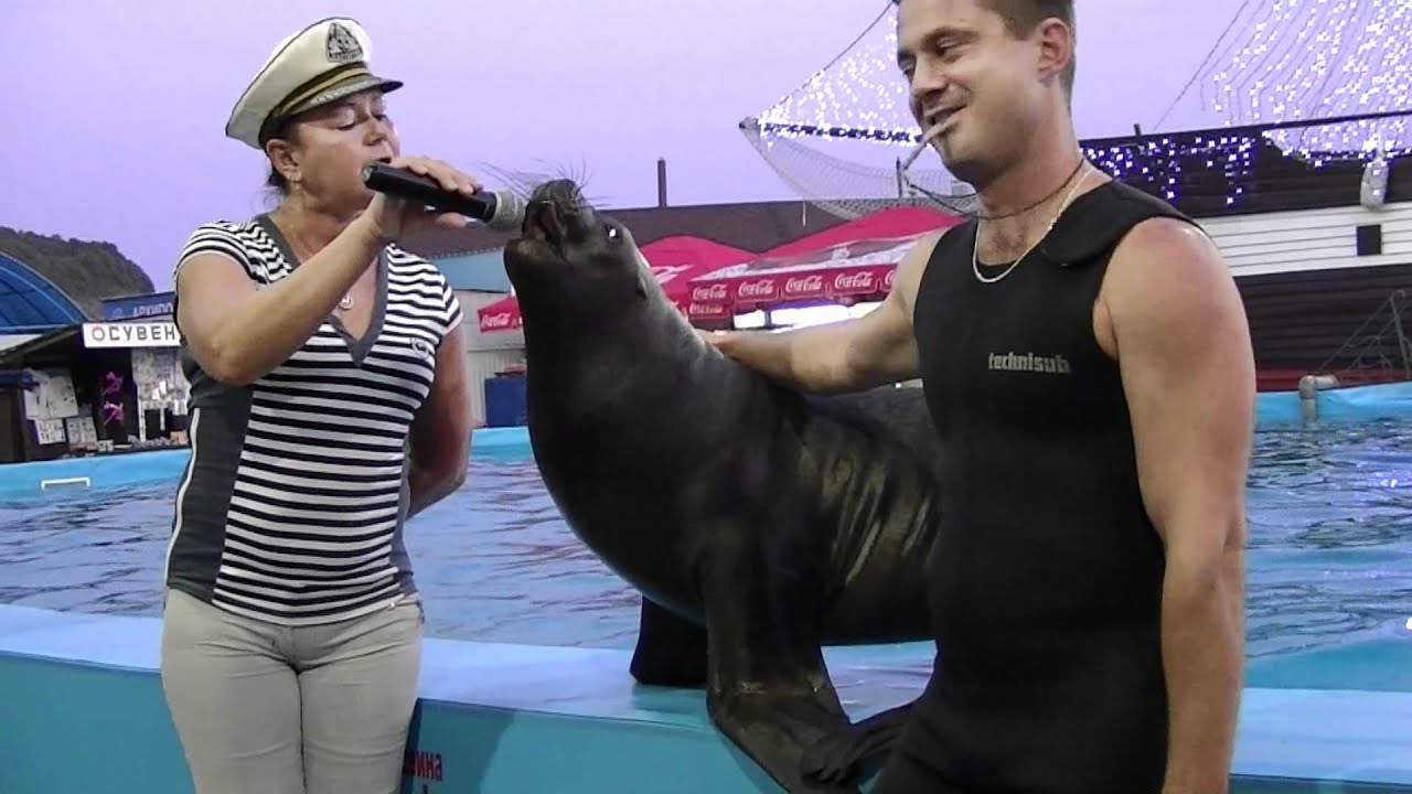 Морской котик поет.MTS
