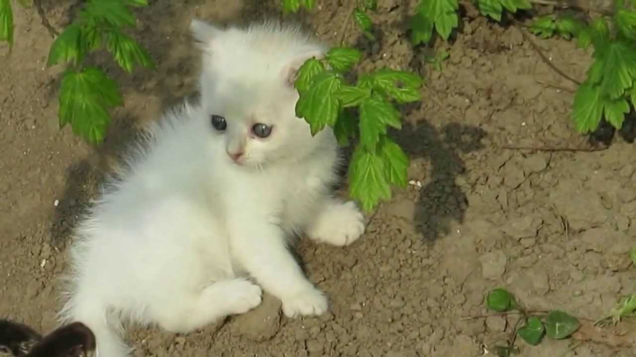 Я пушистый беленький котенок