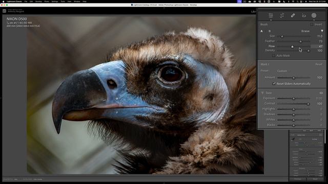 Minimize A Chain Link Fence In Lightroom – Zoo Photo Editing TIP