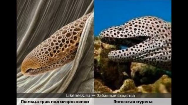 Сотовая Земля׃«Сказки и Музыка   лечат от многих недугов»