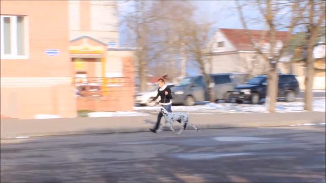 Хендлинг | Далматин