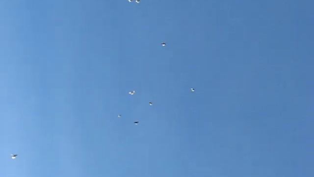 Николаевские голуби Сергея Родионова. (Зима пришла как всегда неожиданно...). Волгоград. Часть 8