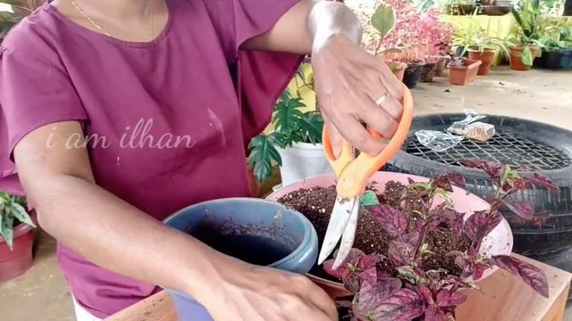 നഴ്സറിയിൽ നിന്ന് വാങ്ങിയ ചെടികൾ എളുപ്പത്തിൽ മാറ്റി നടാംHow To Repot Nursery Plant@iamilhan
