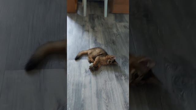 Сомалийская кошечка, два месяца.