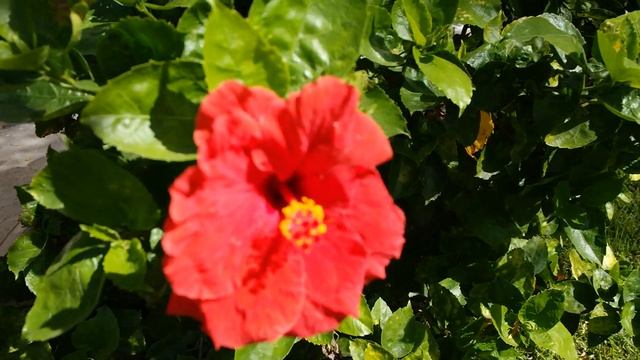 Playing Around With Samsung NX2000 Smart Camera's Focus [HD]