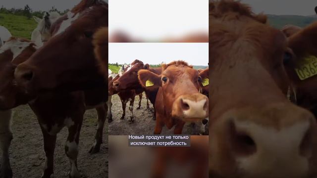 Сливочное масло из воздуха 😋 | BirdsBuild дайджест
