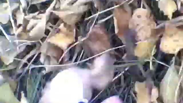 The Dog Collection В листве