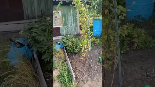 Стройный Мир