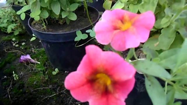 Калибрахоа, цветы радующие глаз