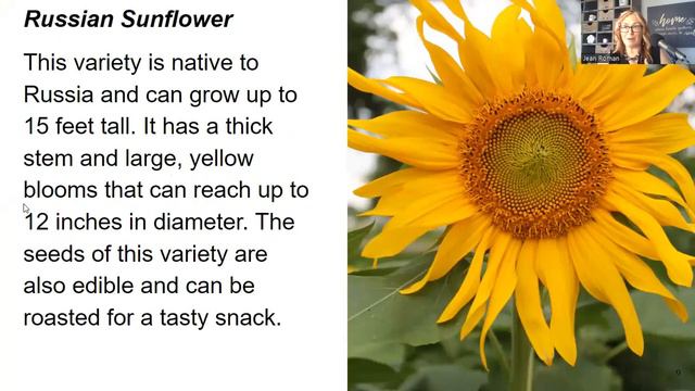 Gardening 101 Day 14: My Top 10 Types Of Sunflowers I Love To Grow