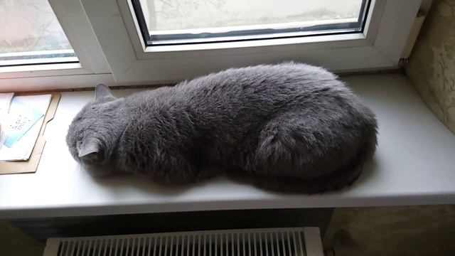 Кот Тихон спит на подоконнике