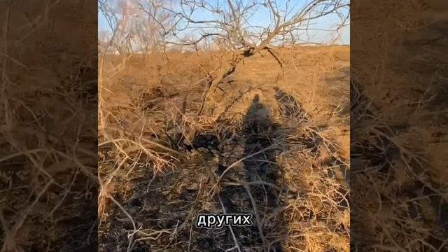 Путешествие LIFEforWOOD по Астраханской области часть2