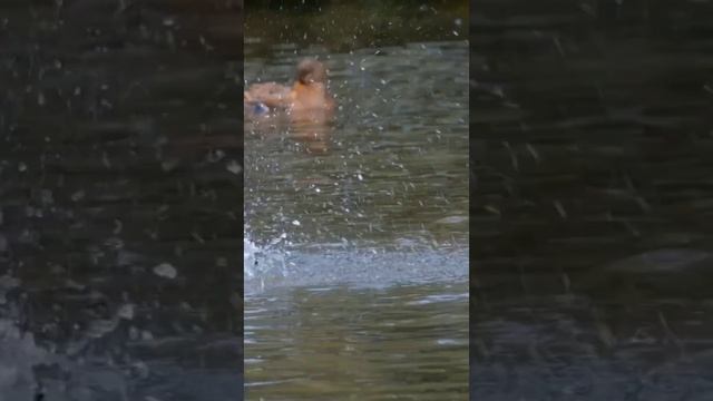 Сказки на ночь - Золотая утка